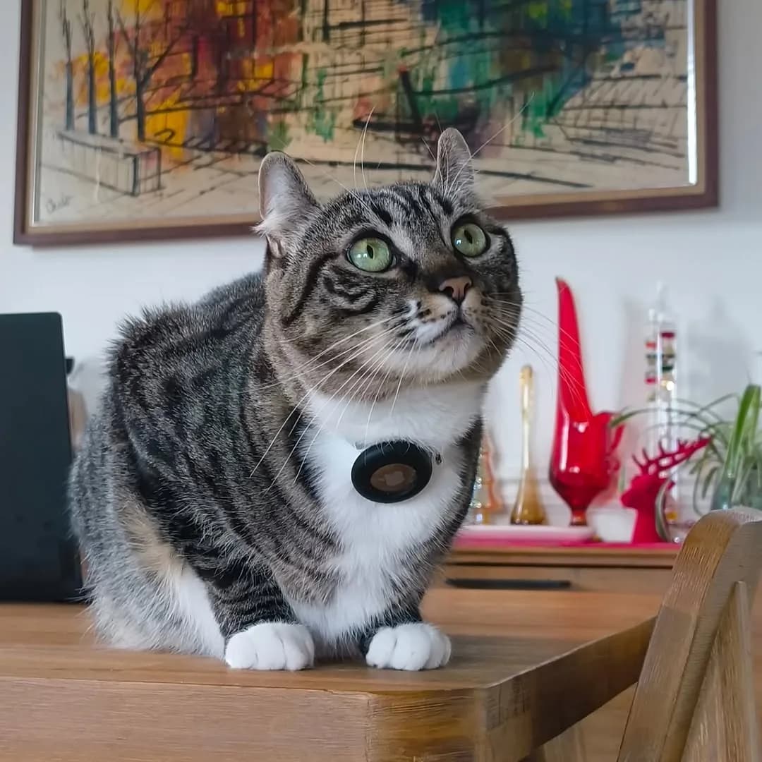 Ollie waiting for Santa. Maybe he will find her with that air tag.